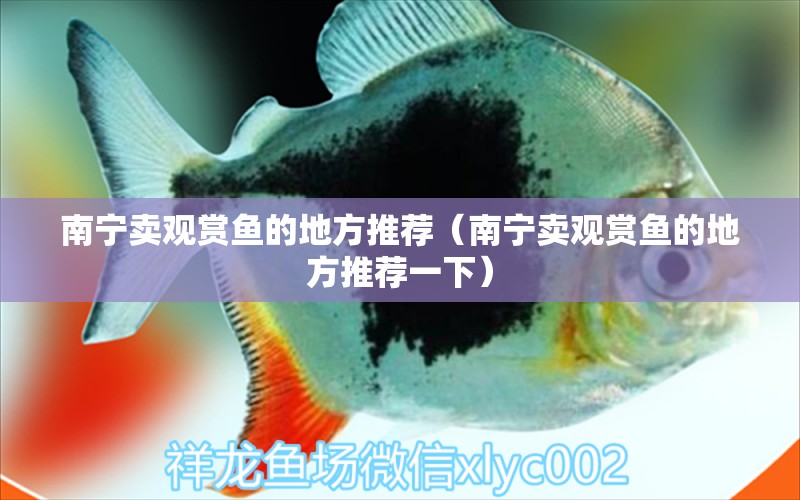 南寧賣觀賞魚的地方推薦（南寧賣觀賞魚的地方推薦一下）