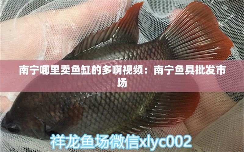 南寧哪里賣魚缸的多啊視頻：南寧魚具批發(fā)市場(chǎng) 廣州水族批發(fā)市場(chǎng)