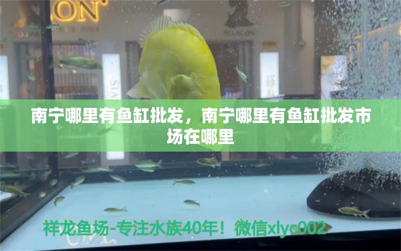 南寧哪里有魚缸批發(fā)，南寧哪里有魚缸批發(fā)市場在哪里