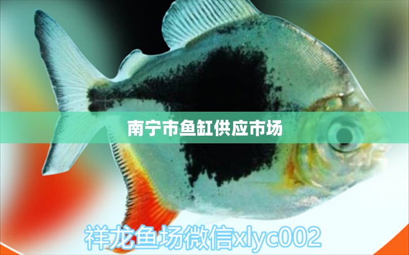 南寧市魚缸供應市場