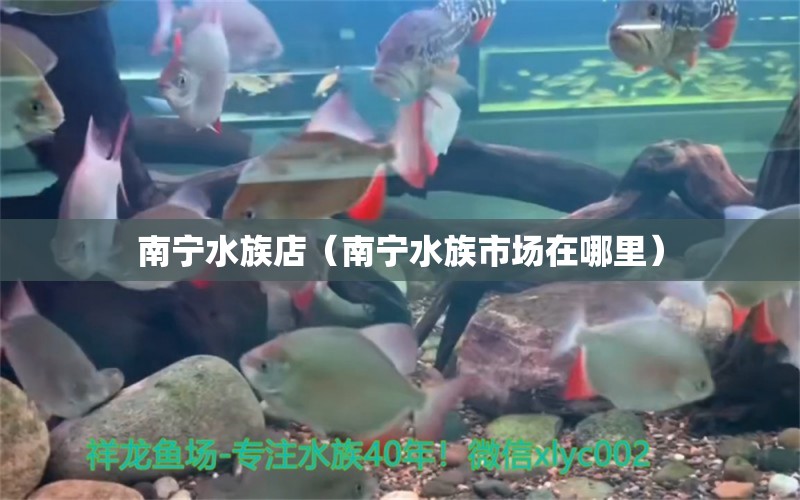 南寧水族店（南寧水族市場在哪里） 觀賞魚市場