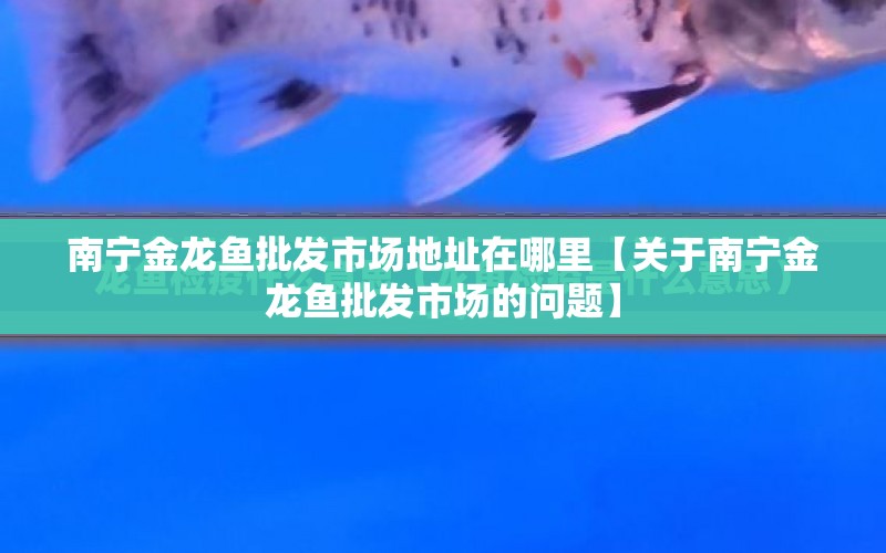 南寧金龍魚批發(fā)市場地址在哪里【關(guān)于南寧金龍魚批發(fā)市場的問題】 水族問答 第1張