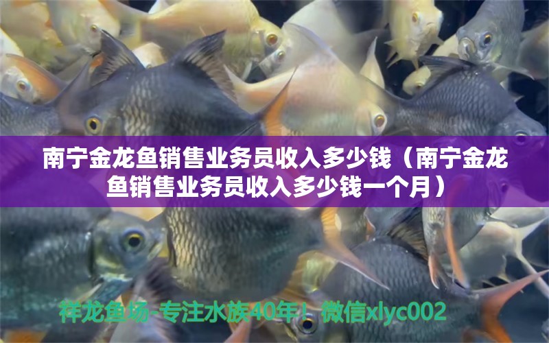 南寧金龍魚銷售業(yè)務(wù)員收入多少錢（南寧金龍魚銷售業(yè)務(wù)員收入多少錢一個月）