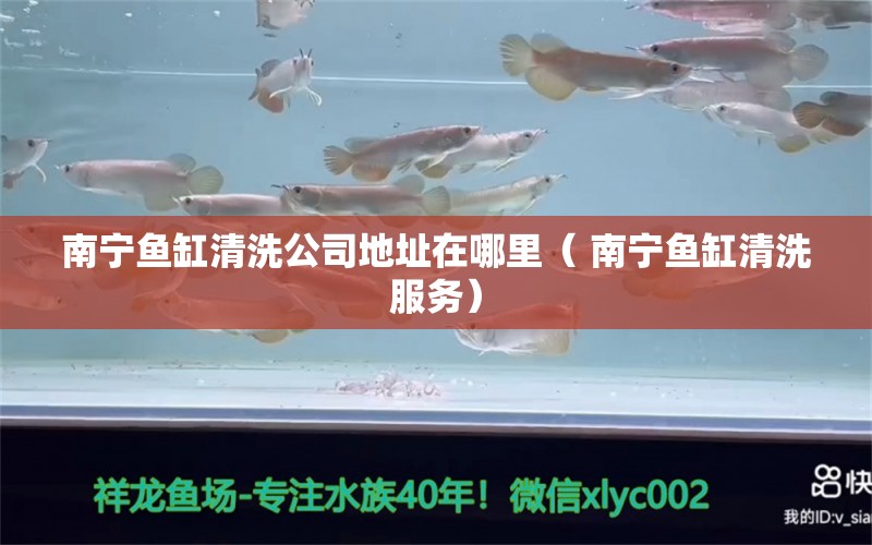 南寧魚缸清洗公司地址在哪里（ 南寧魚缸清洗服務(wù)） 其它水族用具設(shè)備