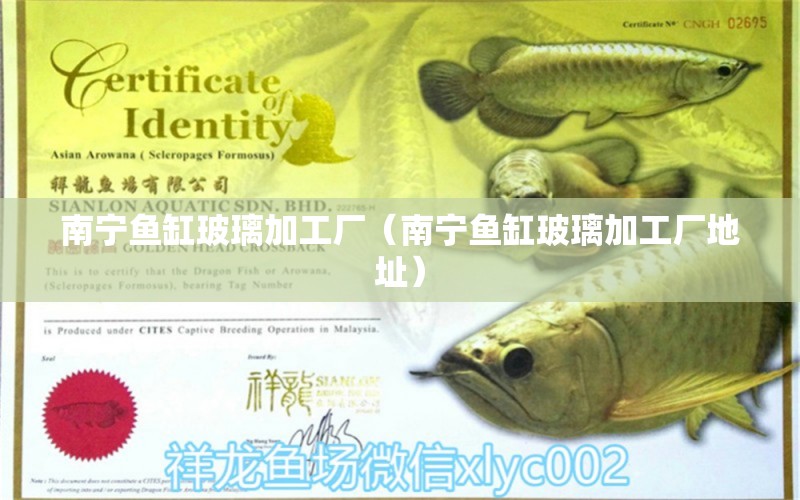 南寧魚(yú)缸玻璃加工廠（南寧魚(yú)缸玻璃加工廠地址） 細(xì)線銀板魚(yú)苗