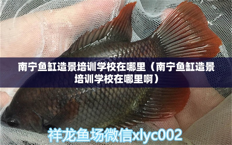 南寧魚缸造景培訓學校在哪里（南寧魚缸造景培訓學校在哪里?。?潛水艇魚