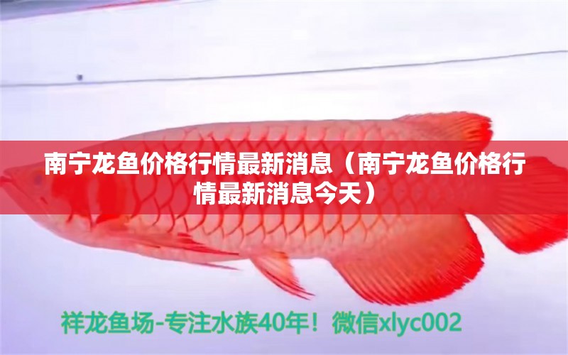 南寧龍魚(yú)價(jià)格行情最新消息（南寧龍魚(yú)價(jià)格行情最新消息今天）