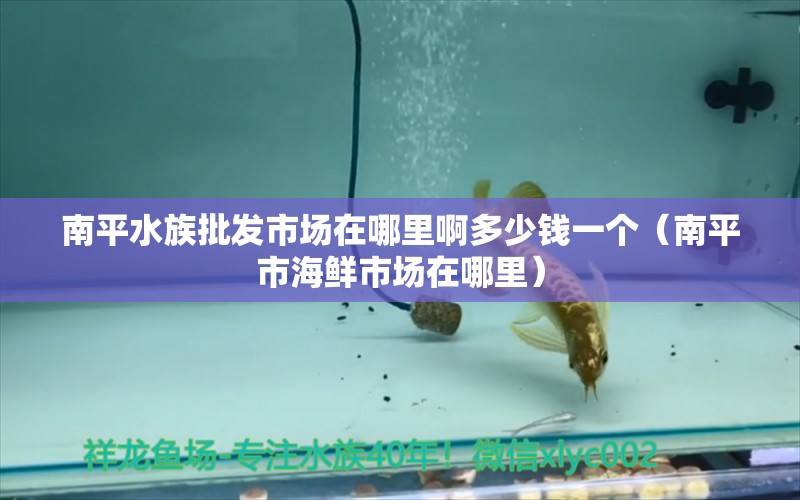 南平水族批發(fā)市場在哪里啊多少錢一個（南平市海鮮市場在哪里）