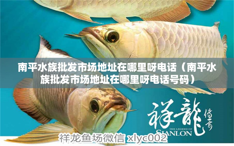 南平水族批發(fā)市場地址在哪里呀電話（南平水族批發(fā)市場地址在哪里呀電話號碼）