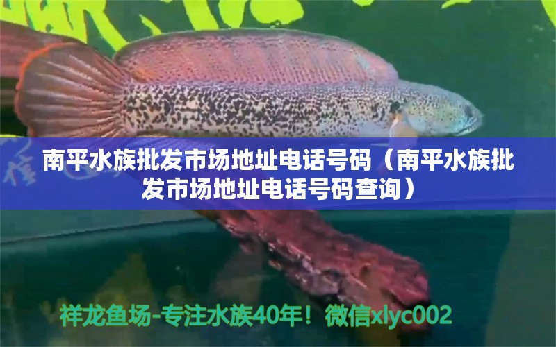 南平水族批發(fā)市場地址電話號碼（南平水族批發(fā)市場地址電話號碼查詢）