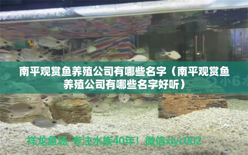 南平觀賞魚養(yǎng)殖公司有哪些名字（南平觀賞魚養(yǎng)殖公司有哪些名字好聽） 和尚魚