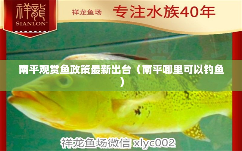 南平觀賞魚政策最新出臺(tái)（南平哪里可以釣魚） 紅勾銀版魚