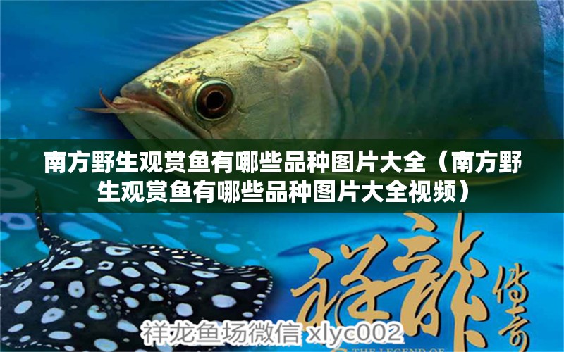 南方野生觀賞魚有哪些品種圖片大全（南方野生觀賞魚有哪些品種圖片大全視頻） 七紋巨鯉魚