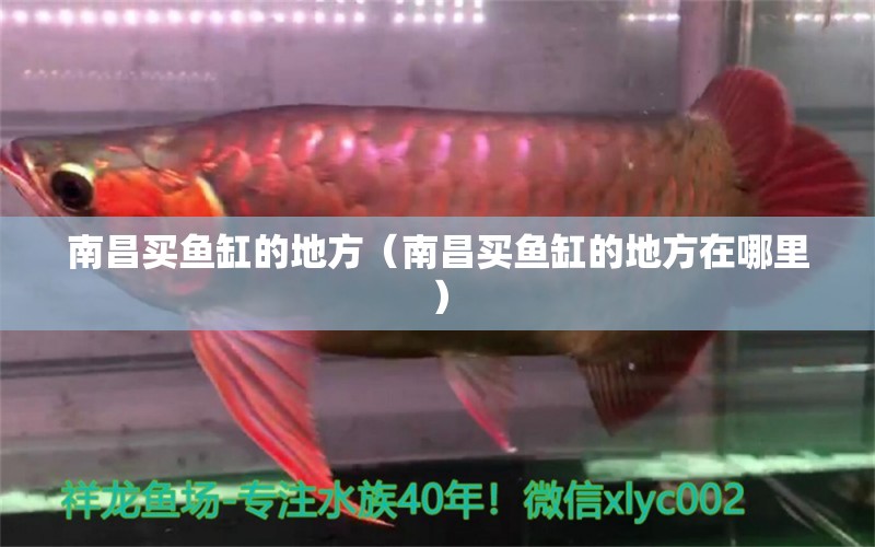 南昌買魚缸的地方（南昌買魚缸的地方在哪里）