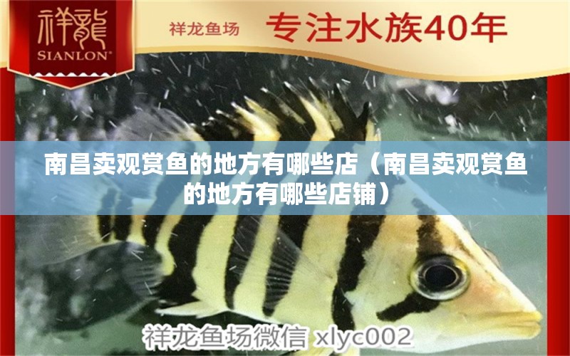 南昌賣觀賞魚的地方有哪些店（南昌賣觀賞魚的地方有哪些店鋪）