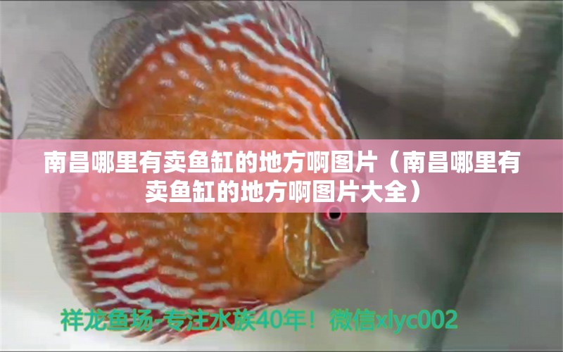 南昌哪里有賣魚缸的地方啊圖片（南昌哪里有賣魚缸的地方啊圖片大全） 祥龍水族醫(yī)院