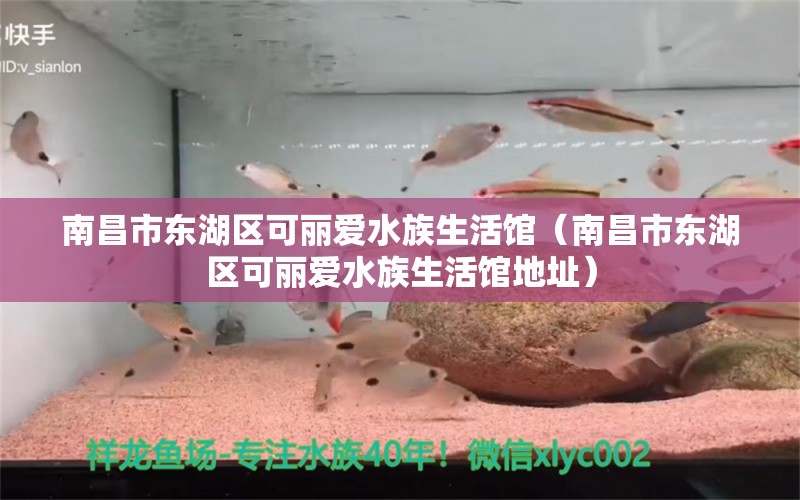 南昌市東湖區(qū)可麗愛水族生活館（南昌市東湖區(qū)可麗愛水族生活館地址）