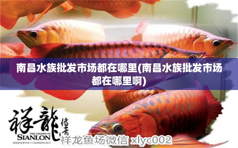 南昌水族批發(fā)市場都在哪里(南昌水族批發(fā)市場都在哪里啊) 觀賞魚水族批發(fā)市場