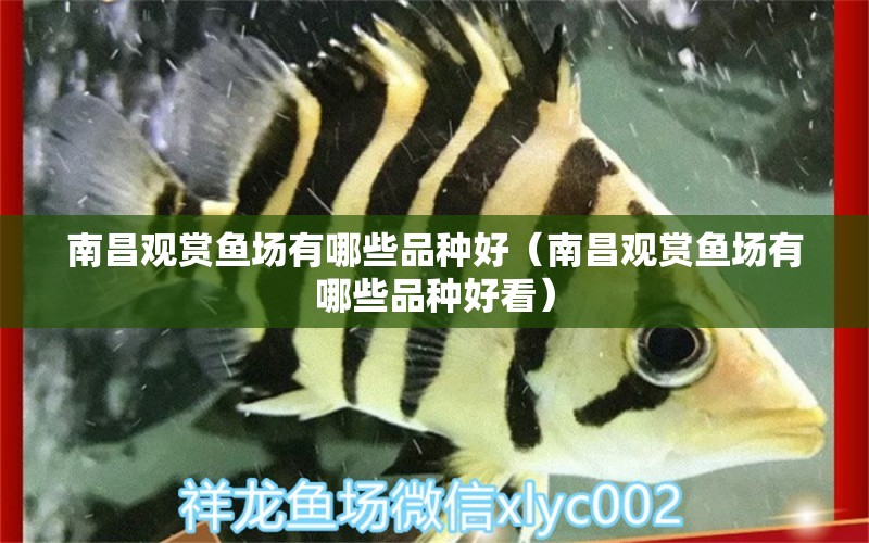 南昌觀賞魚場有哪些品種好（南昌觀賞魚場有哪些品種好看）