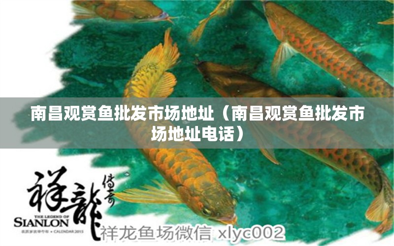 南昌觀賞魚批發(fā)市場(chǎng)地址（南昌觀賞魚批發(fā)市場(chǎng)地址電話） 觀賞魚批發(fā)