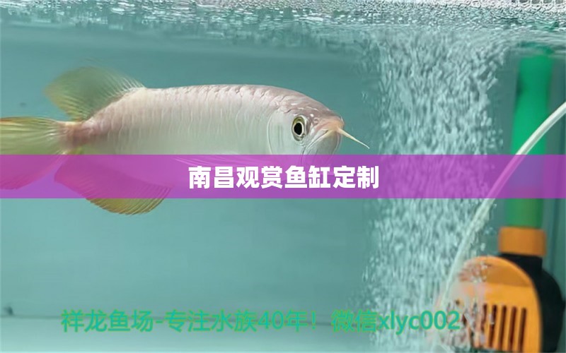 南昌觀賞魚缸定制 大嘴鯨魚