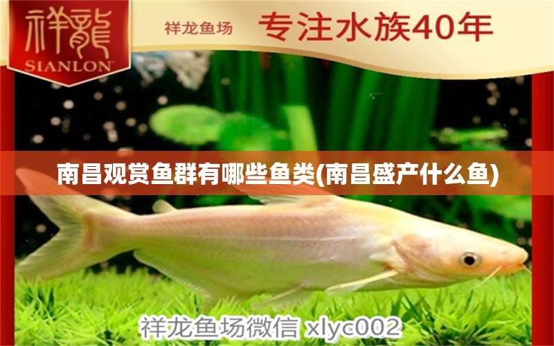 南昌觀賞魚(yú)群有哪些魚(yú)類(lèi)(南昌盛產(chǎn)什么魚(yú)) B級(jí)過(guò)背金龍魚(yú)