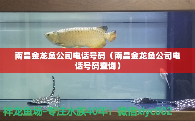 南昌金龍魚公司電話號碼（南昌金龍魚公司電話號碼查詢）