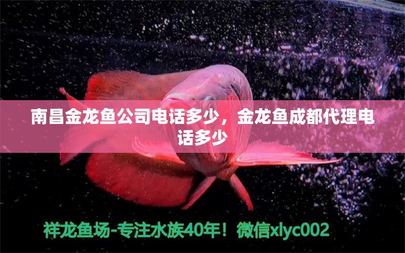 南昌金龍魚公司電話多少，金龍魚成都代理電話多少