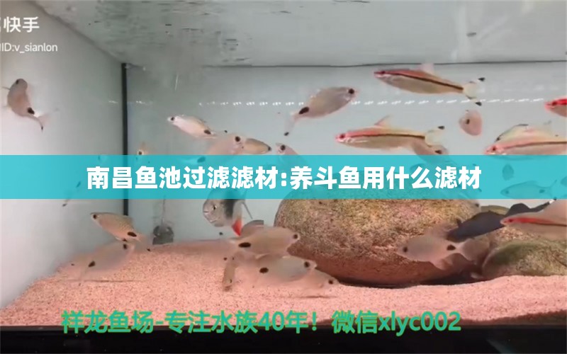 南昌魚池過濾濾材:養(yǎng)斗魚用什么濾材 廣州水族器材濾材批發(fā)市場