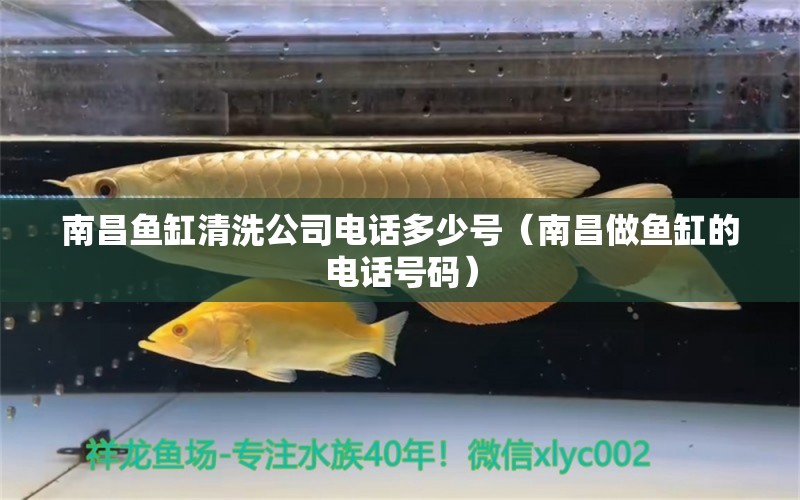 南昌魚(yú)缸清洗公司電話多少號(hào)（南昌做魚(yú)缸的電話號(hào)碼） 黃金達(dá)摩魚(yú)