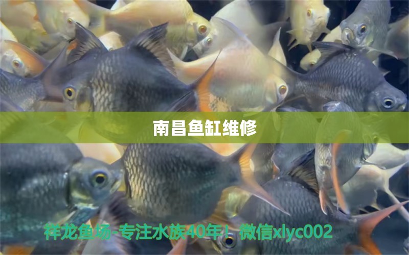 南昌魚缸維修