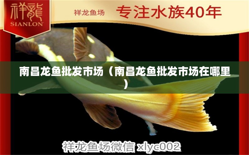 南昌龍魚(yú)批發(fā)市場(chǎng)（南昌龍魚(yú)批發(fā)市場(chǎng)在哪里）