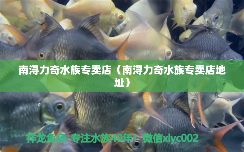 南潯力奇水族專賣店（南潯力奇水族專賣店地址）