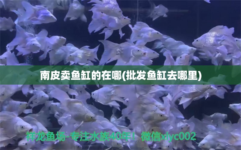 南皮賣魚缸的在哪(批發(fā)魚缸去哪里)