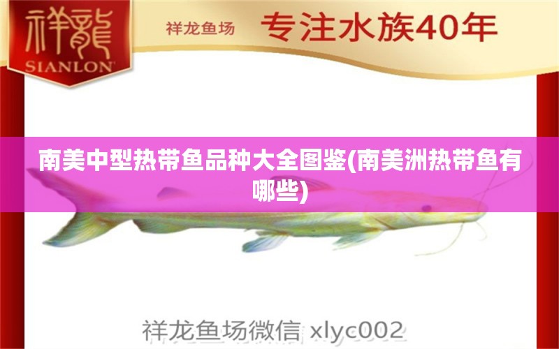 南美中型熱帶魚(yú)品種大全圖鑒(南美洲熱帶魚(yú)有哪些) 虎魚(yú)魚(yú)苗