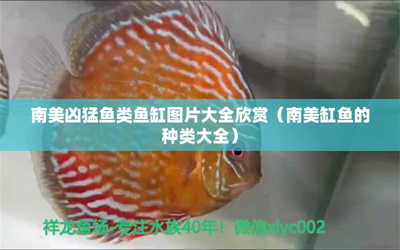 南美兇猛魚類魚缸圖片大全欣賞（南美缸魚的種類大全）