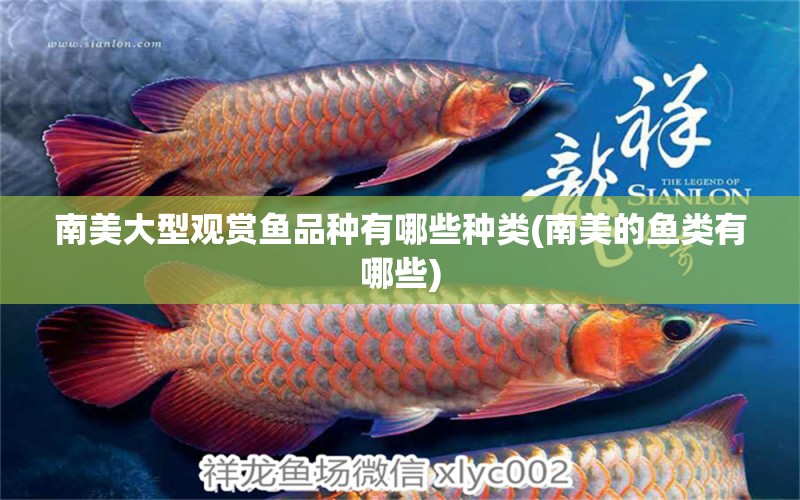 南美大型觀賞魚(yú)品種有哪些種類(南美的魚(yú)類有哪些) 白子銀龍魚(yú)苗