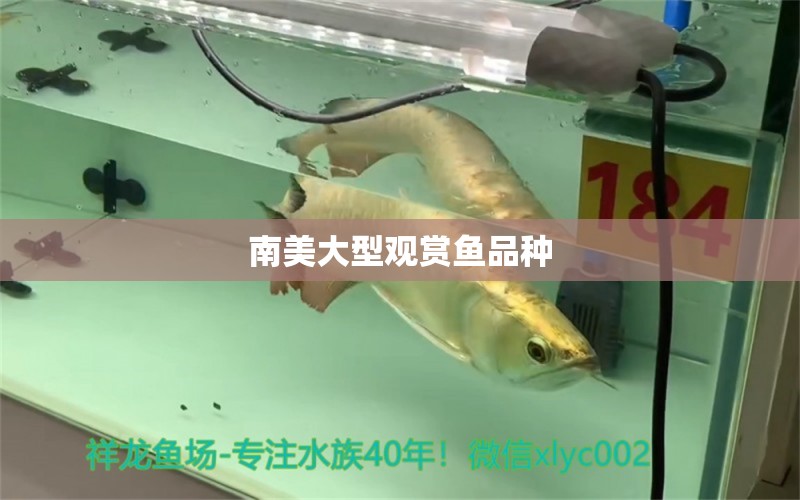 南美大型觀賞魚品種 祥龍魚場