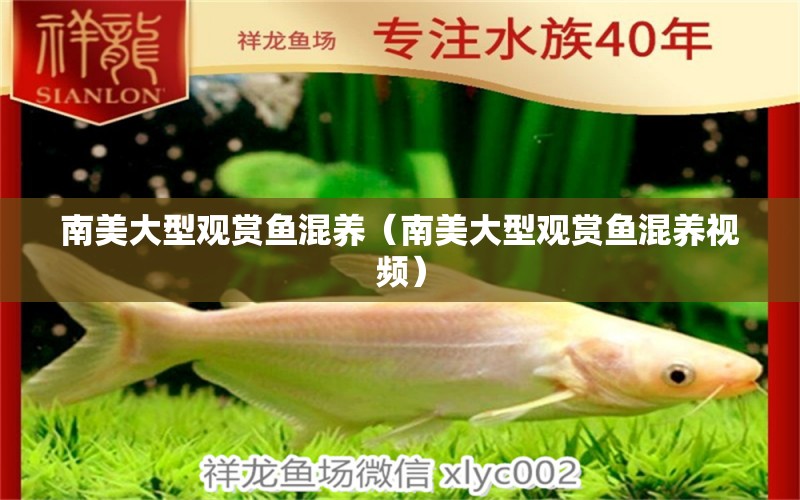 南美大型觀賞魚混養(yǎng)（南美大型觀賞魚混養(yǎng)視頻） 祥龍魚藥系列