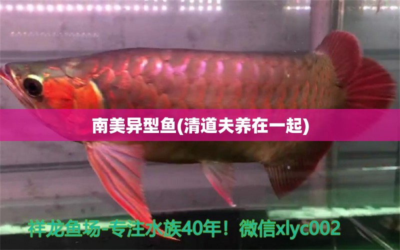 南美異型魚(清道夫養(yǎng)在一起)