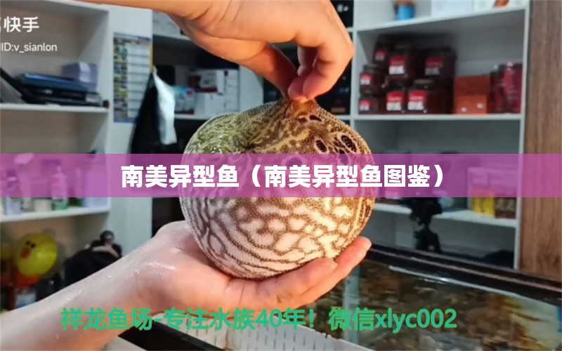 南美異型魚(yú)（南美異型魚(yú)圖鑒）