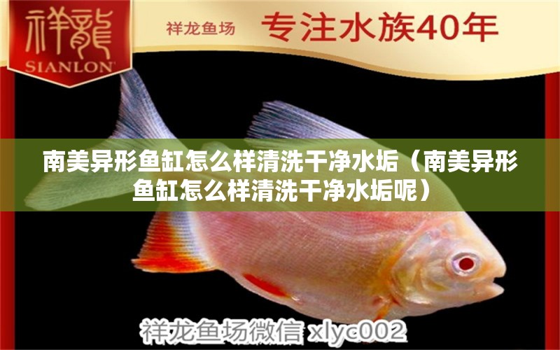 南美異形魚缸怎么樣清洗干凈水垢（南美異形魚缸怎么樣清洗干凈水垢呢） 祥龍水族醫(yī)院