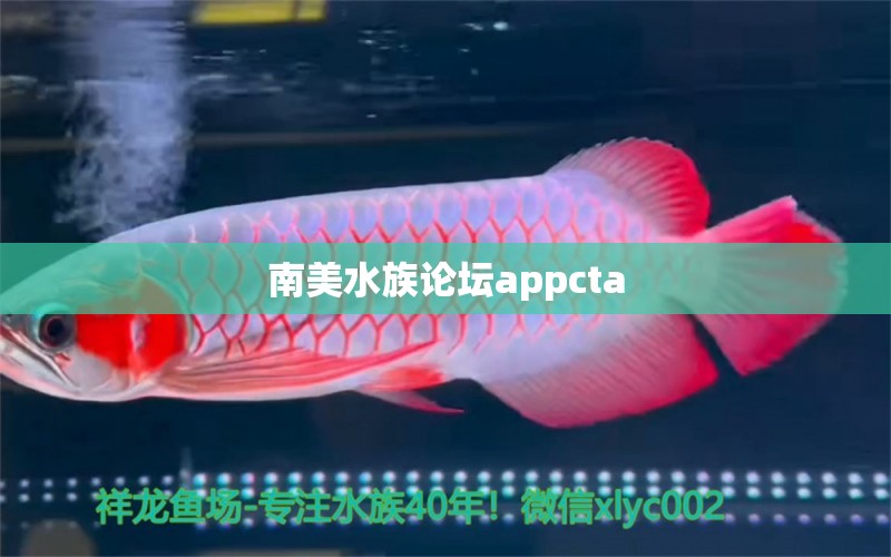 南美水族論壇appcta 黃金河虎魚(yú)