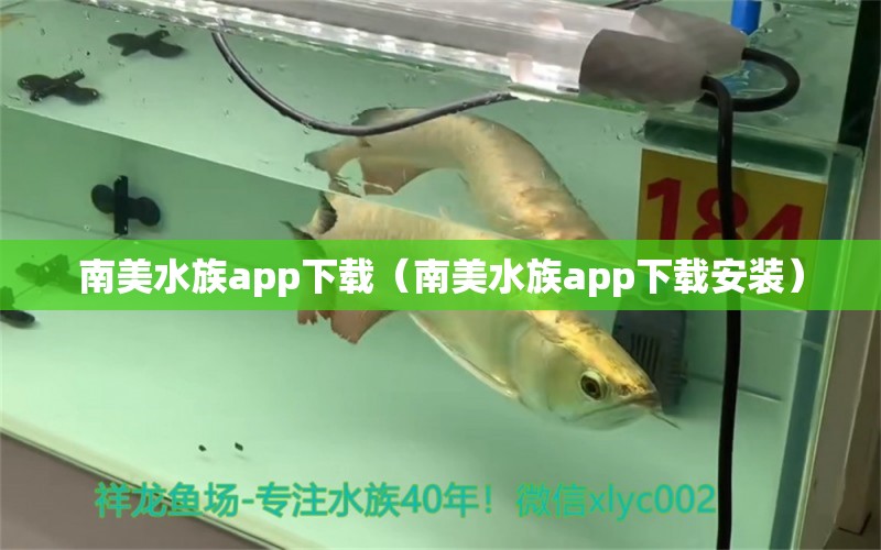 南美水族app下載（南美水族app下載安裝） 祥龍進(jìn)口元寶鳳凰魚