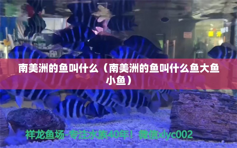 南美洲的魚(yú)叫什么（南美洲的魚(yú)叫什么魚(yú)大魚(yú)小魚(yú)） 祥龍水族醫(yī)院