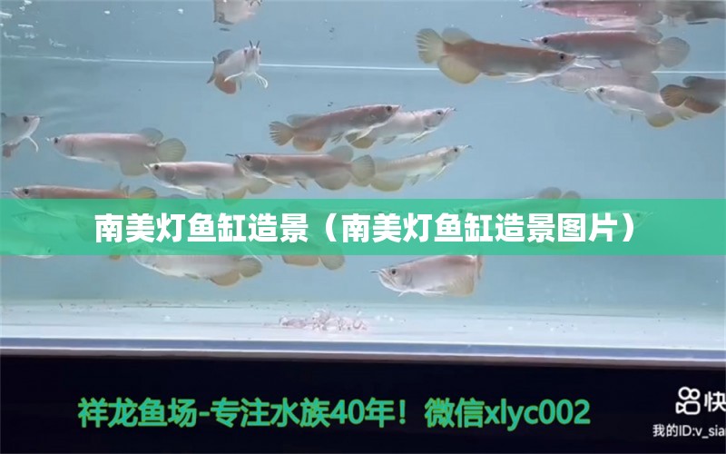 南美燈魚缸造景（南美燈魚缸造景圖片） 祥龍水族醫(yī)院