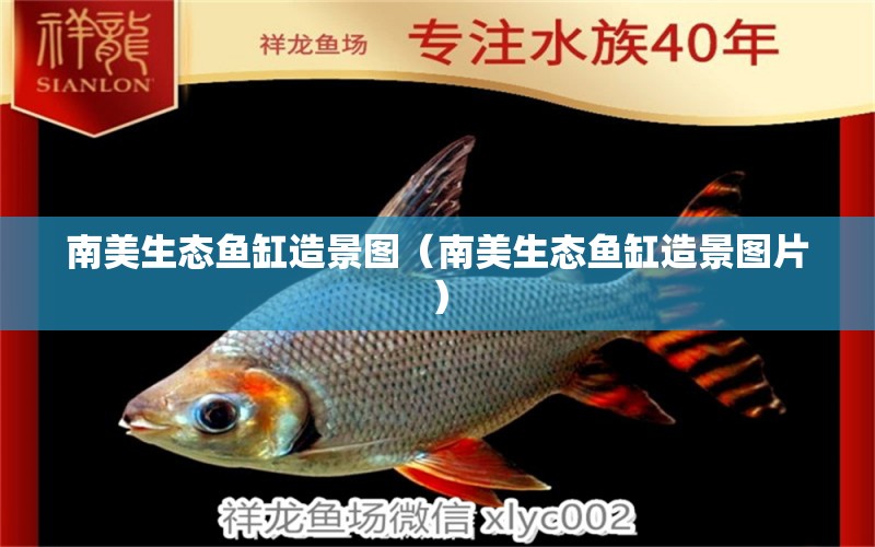 南美生態(tài)魚缸造景圖（南美生態(tài)魚缸造景圖片） 祥龍水族醫(yī)院