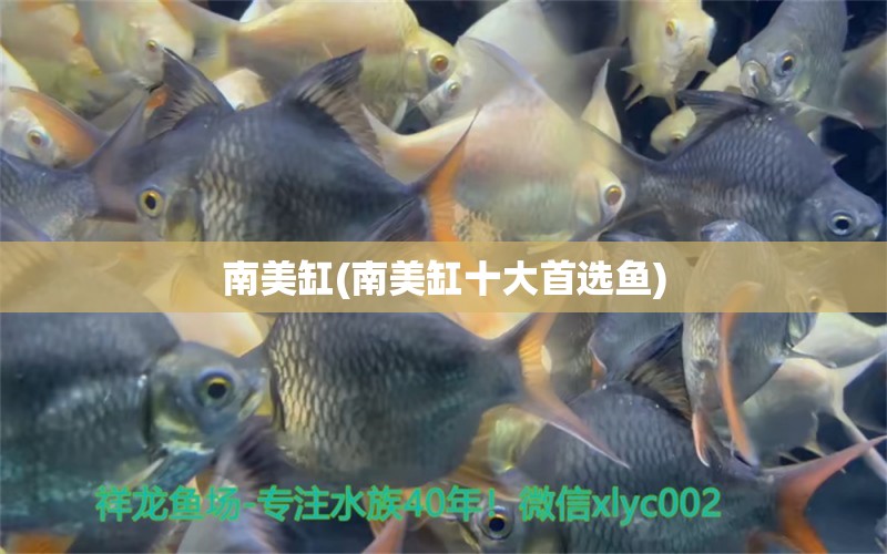 南美缸(南美缸十大首選魚(yú)) 委內(nèi)瑞拉奧里諾三間魚(yú)