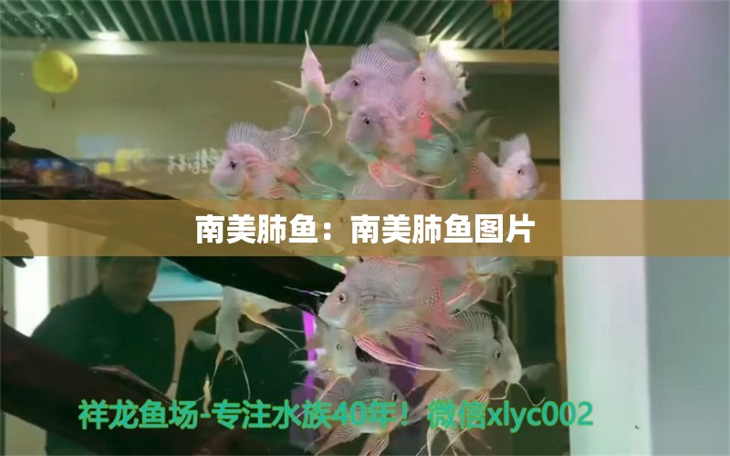 南美肺魚：南美肺魚圖片