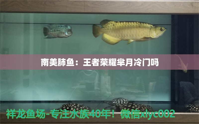 南美肺魚：王者榮耀羋月冷門嗎 肺魚